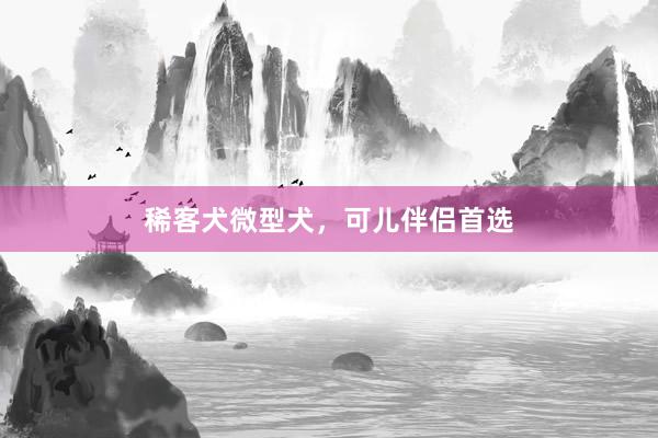 稀客犬微型犬，可儿伴侣首选